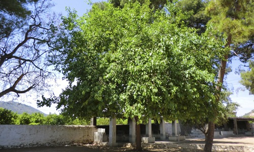 árbol de morera en patio