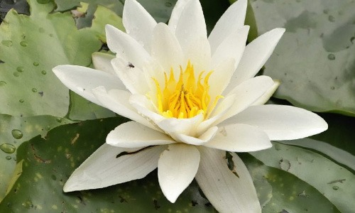 flor blanca de nenufar