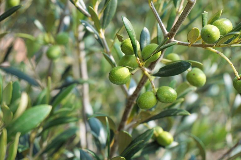 rama de olivo con olivas