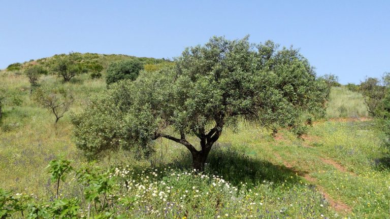 olivo plantado en campo