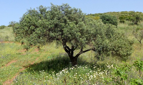olivo plantado en campo