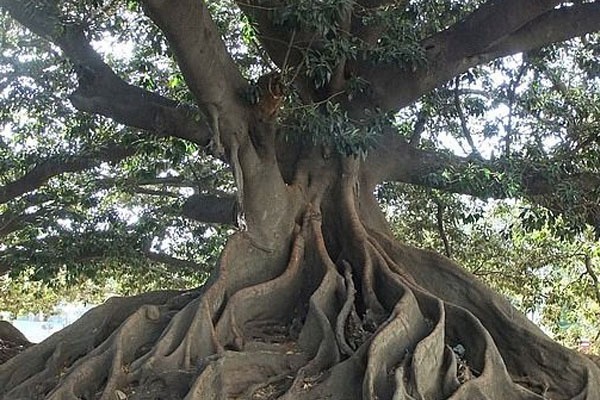 árbol de onbu de gran tronco y hojas verdes