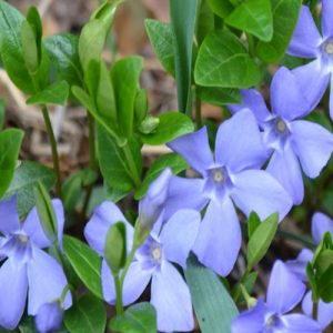 flores de vinca minor de color azul