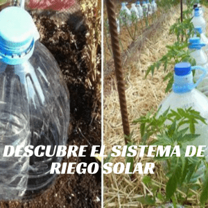 tecnica riego solar con botellas