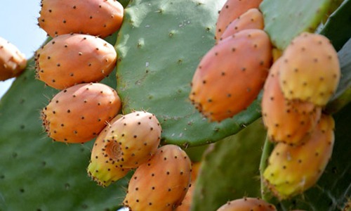 Cuidados del Cactus del higo chumbo 2