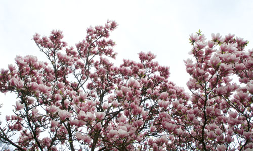 Magnolia Jane con flores rosas