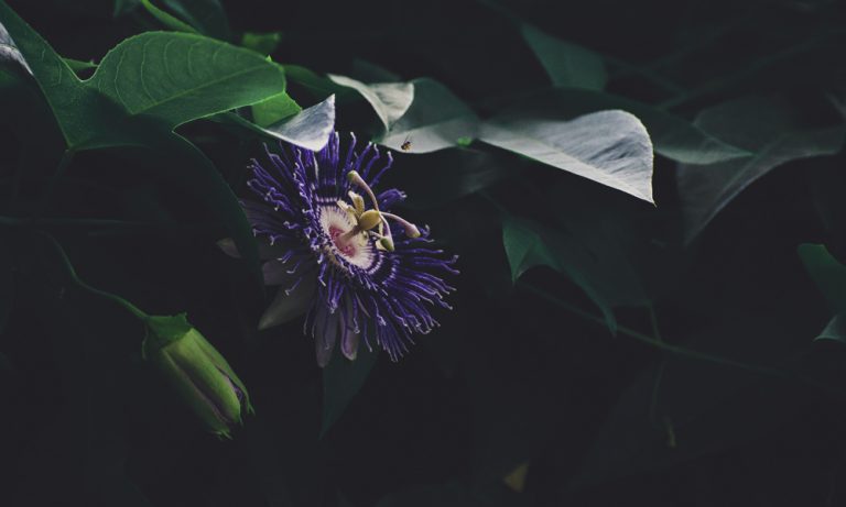 passiflora caerulea