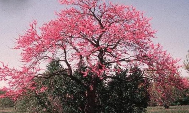 Los 10 de los árboles más bonitos de Japón | Plantasparajardin