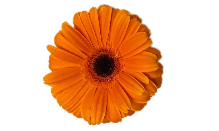 flor naranja Gerbera Daisy