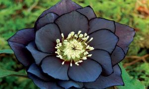 flor negra