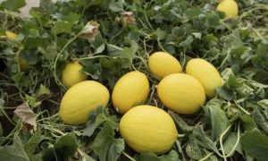 melón amarillo planta