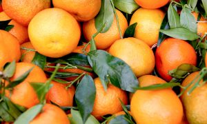cuidar mandarina