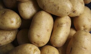 cultivo patata